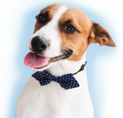 Sistema de gestão para petshop e loja de animais